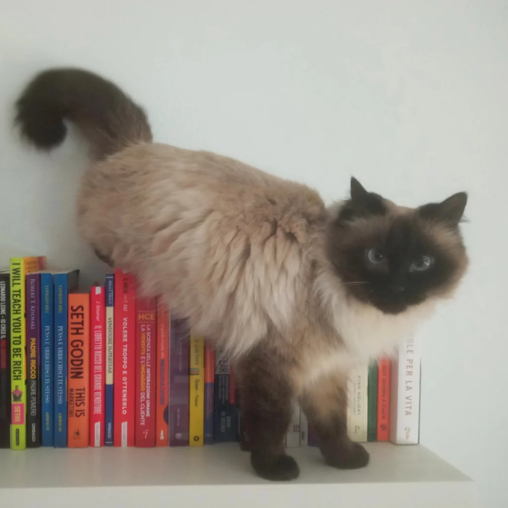 La mia gatta Lilith e i libri che legge
